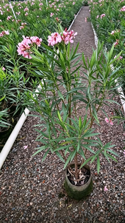 Oleander Nerium oleander - Detail 5