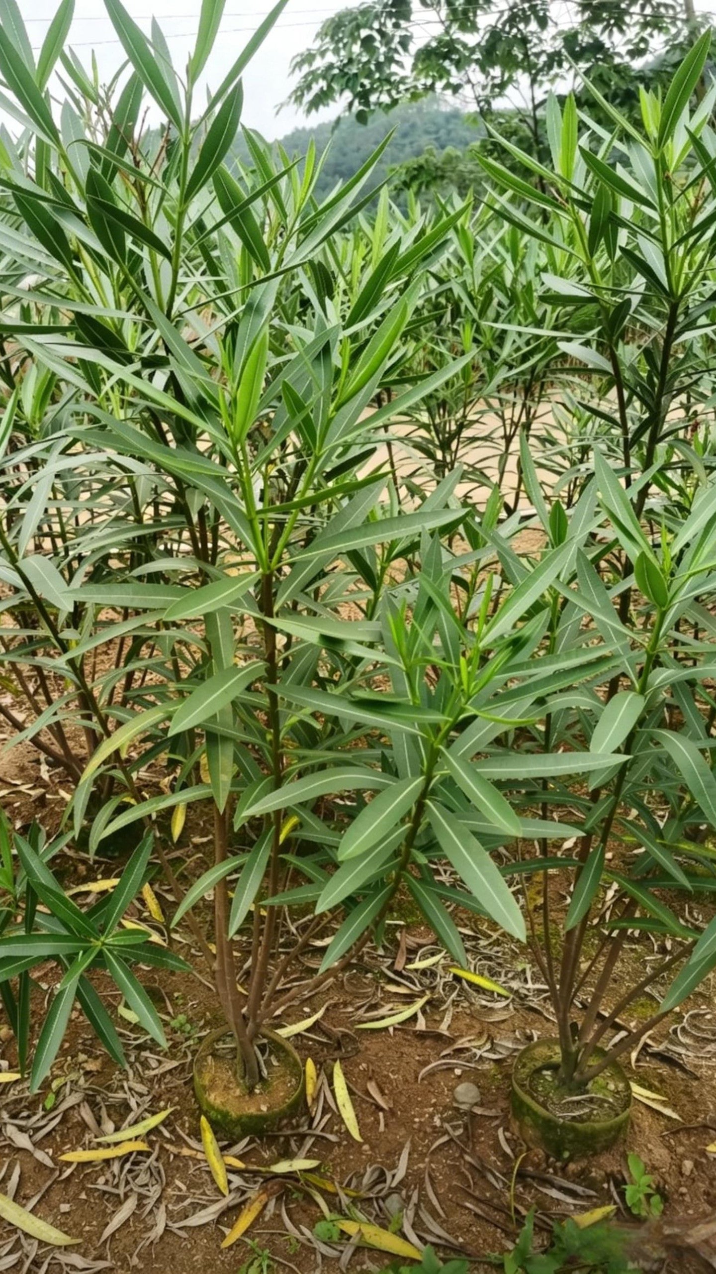 Oleander Nerium oleander - Detail 6