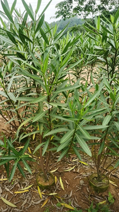 Oleander Nerium oleander - Detail 7