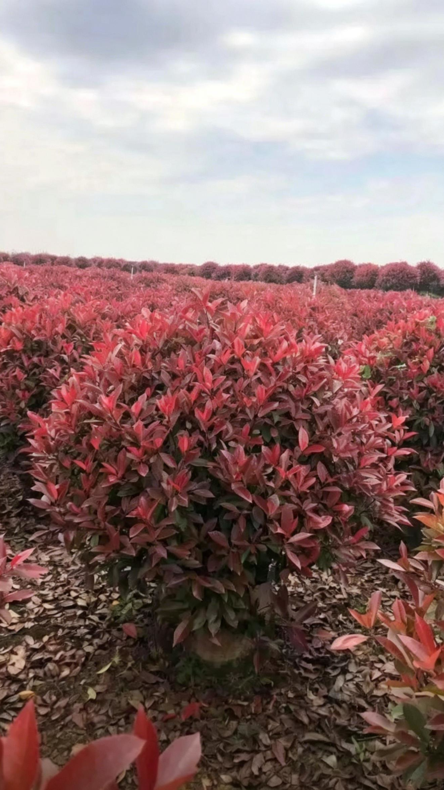 Photinia Ball Photinia × fraseri - Detail 1