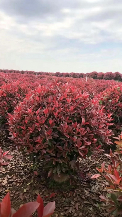 Photinia Ball Photinia × fraseri - Detail 1