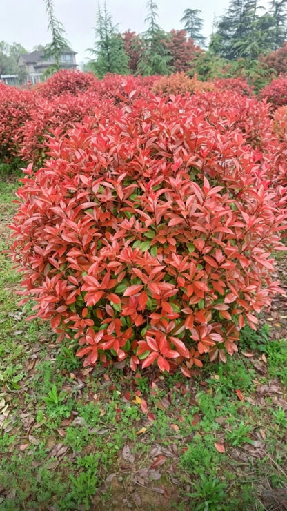 Фотиния краснокончиковая шаровидная (Photinia x fraseri 'Red Robin') - Густая красная листва, яркий цвет, овальные листья с гладкими краями.