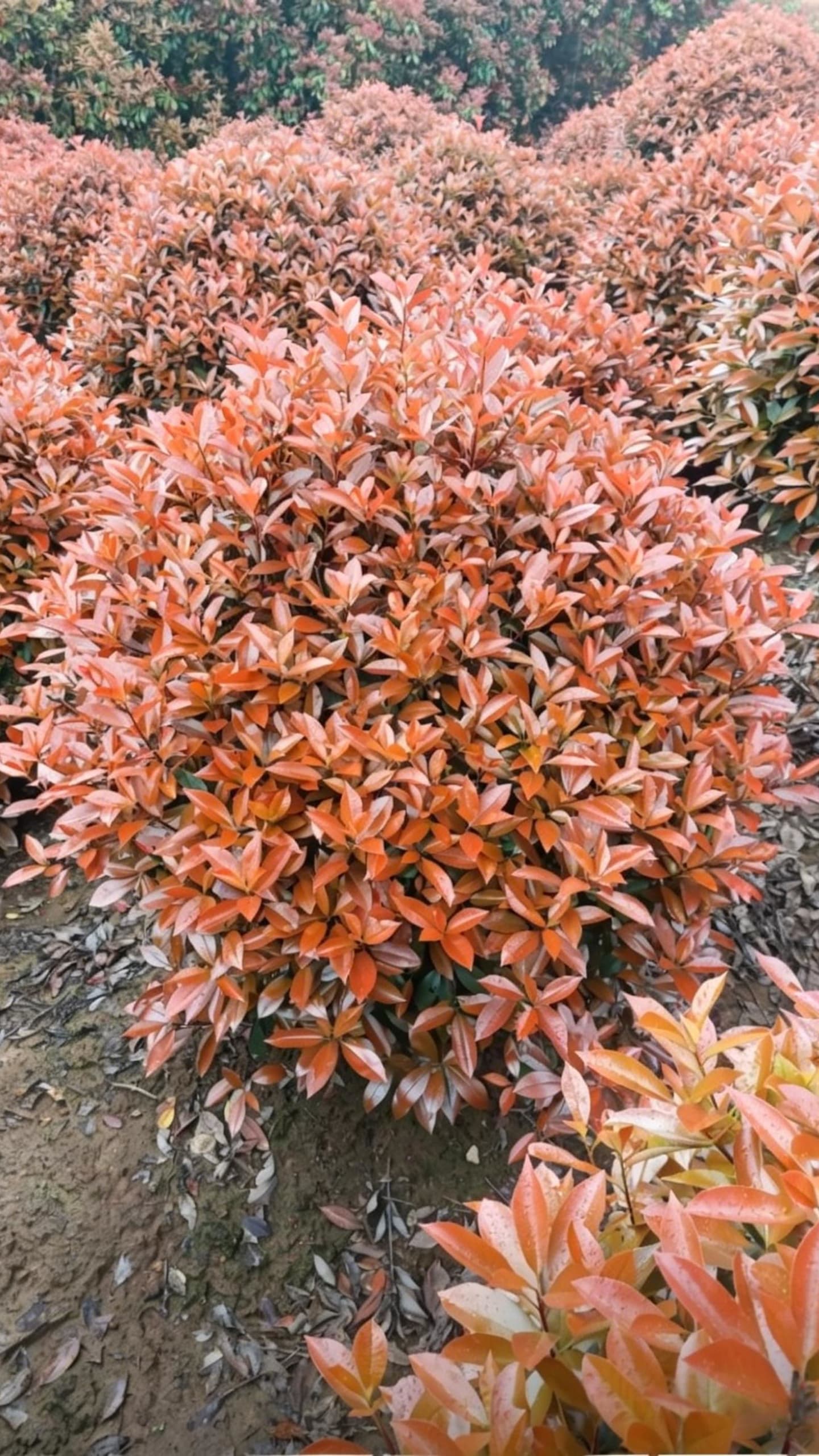 Фотиния краснокончиковая шаровидная (Photinia x fraseri 'Red Robin') - Яркие оранжево-красные листья, плотно расположенные в шаровидной форме.