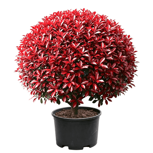 Photinia × fraseri 'Red Robin' - Dense vividly colored red leaves forming a round ball; strongly ornamental — red-foliage ornamental round shrub