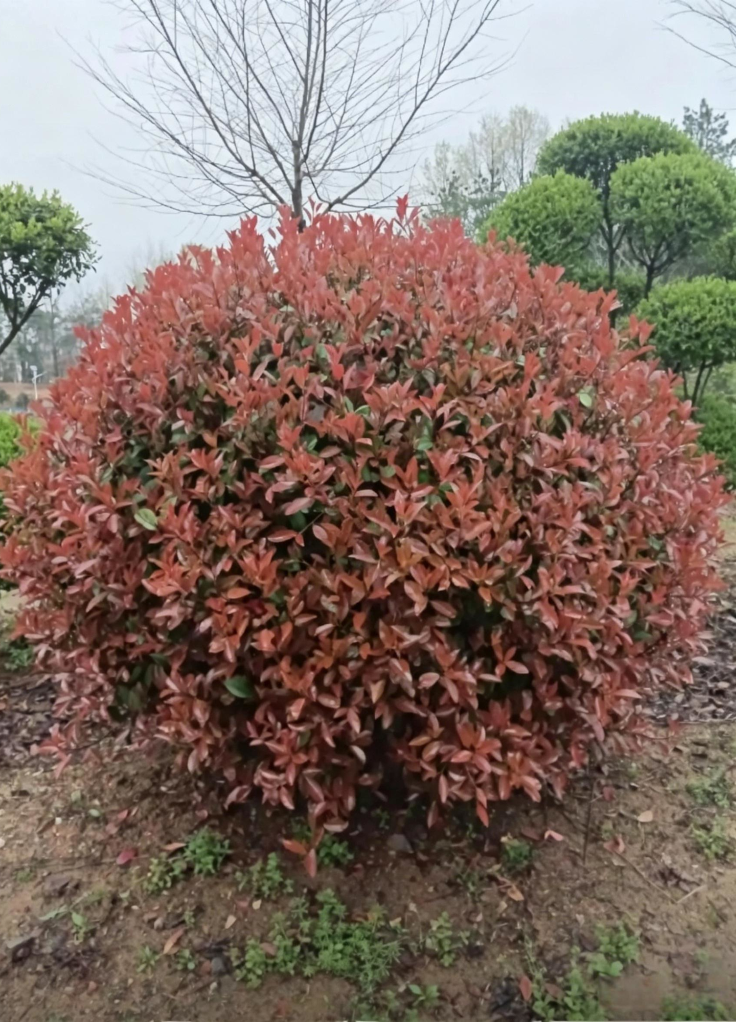 Photinia Ball Photinia × fraseri - Main