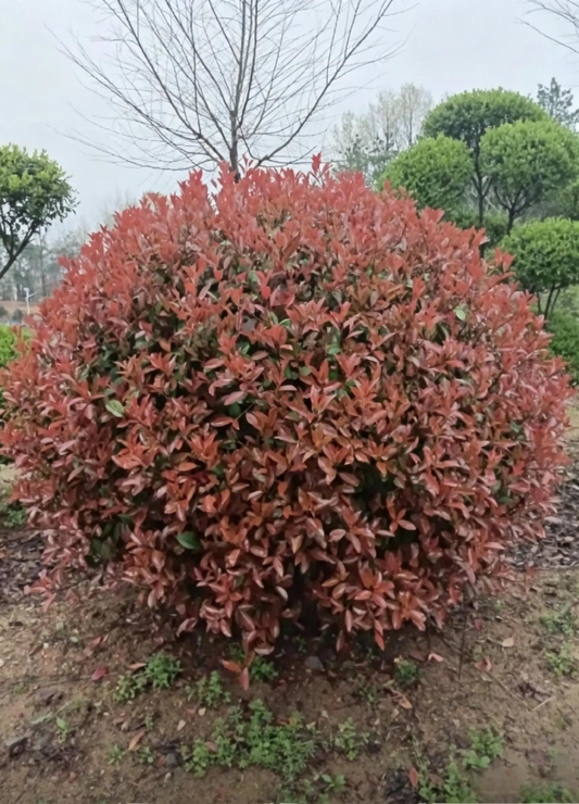 Photinia Ball Photinia × fraseri - Main