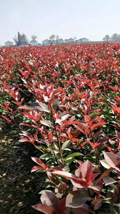 Photinia Photinia × fraseri - Detail 1