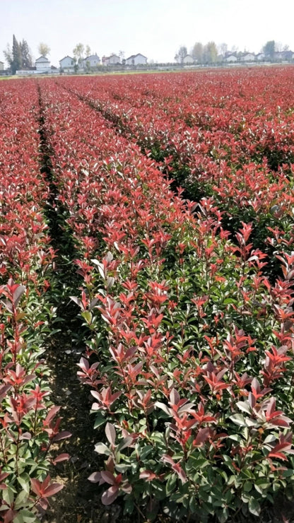 Photinia Photinia × fraseri - Detail 2