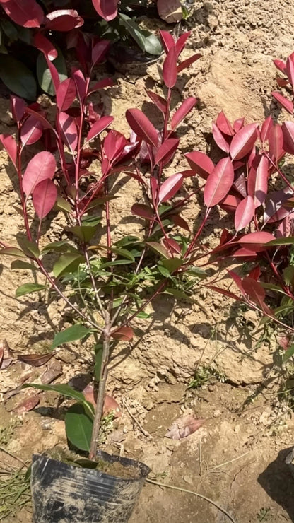 Photinia Photinia × fraseri - Detail 3