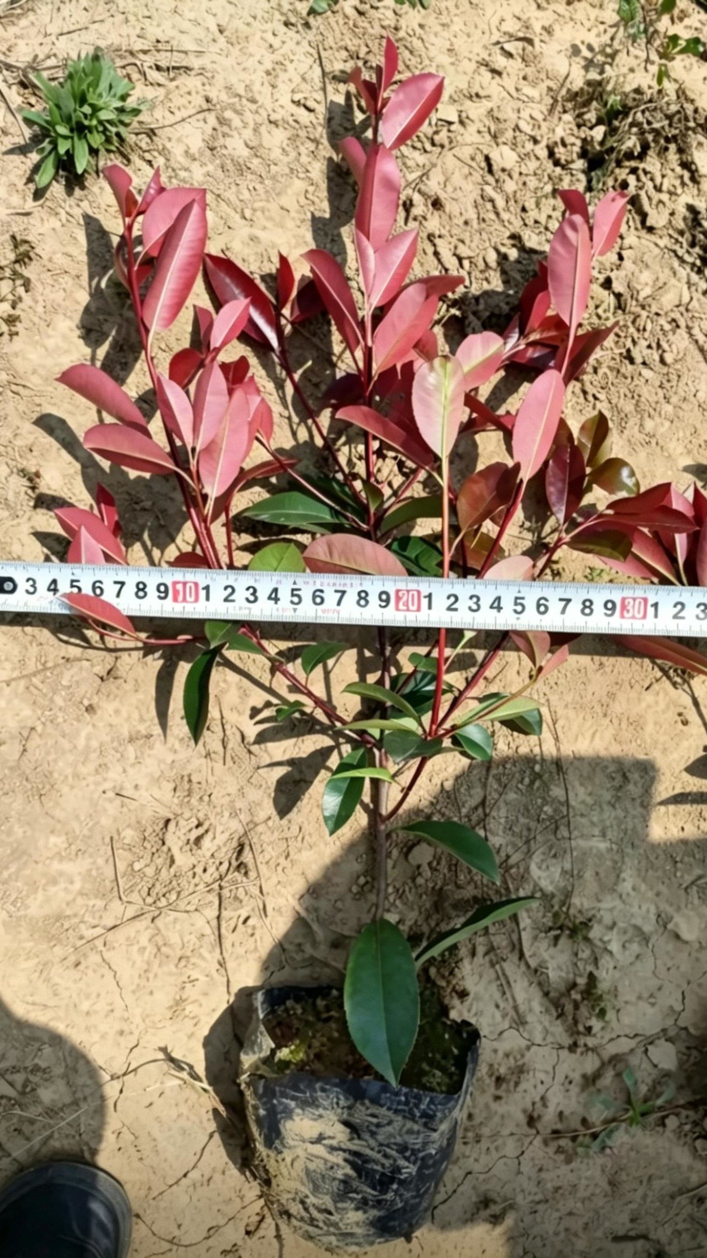 Photinia Photinia × fraseri - Detail 4