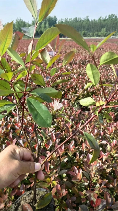 Photinia Photinia × fraseri - Detail 5