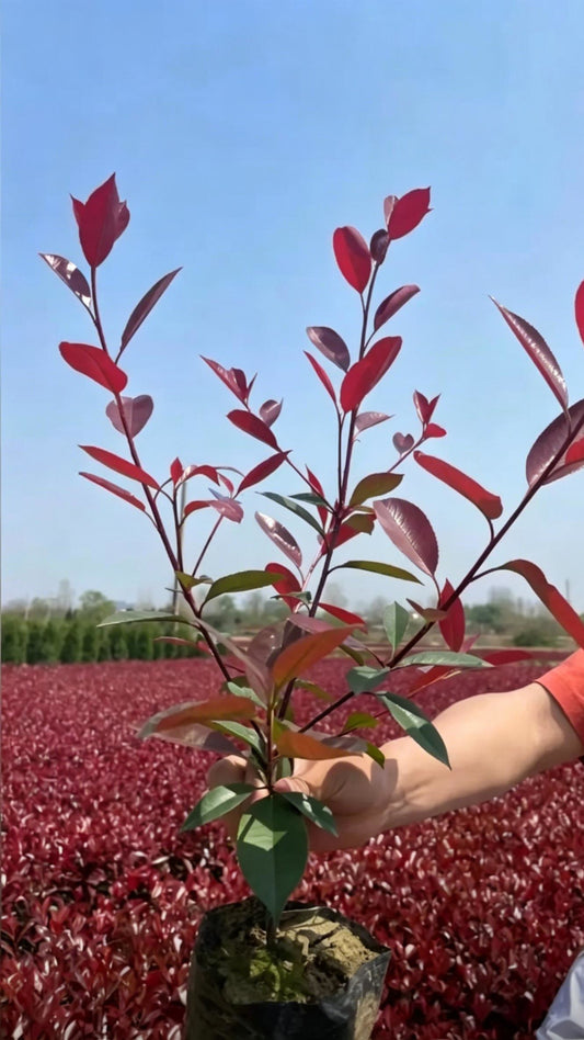 Photinia Photinia × fraseri - Main