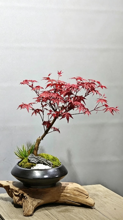 Potted Red Maple Acer palmatum - Detail 1