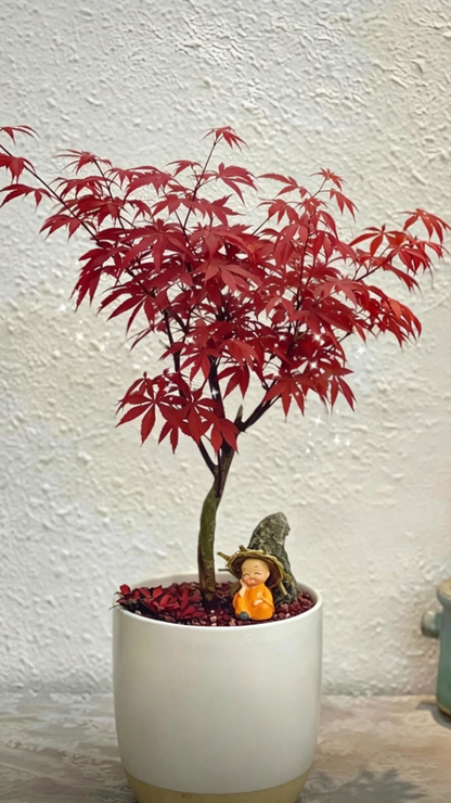 Potted Red Maple Acer palmatum - Detail 2