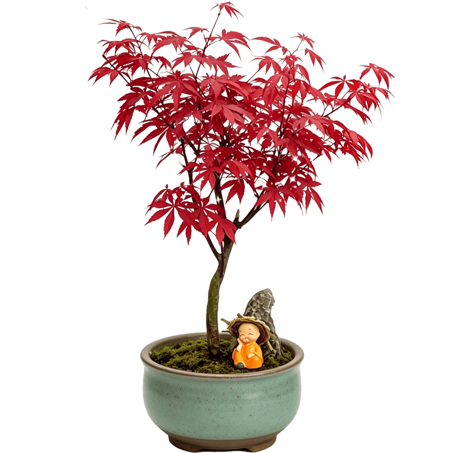 Potted Red Maple Acer Palmatum - Премиальный декоративный горшечный растение с красной листвой на три сезона