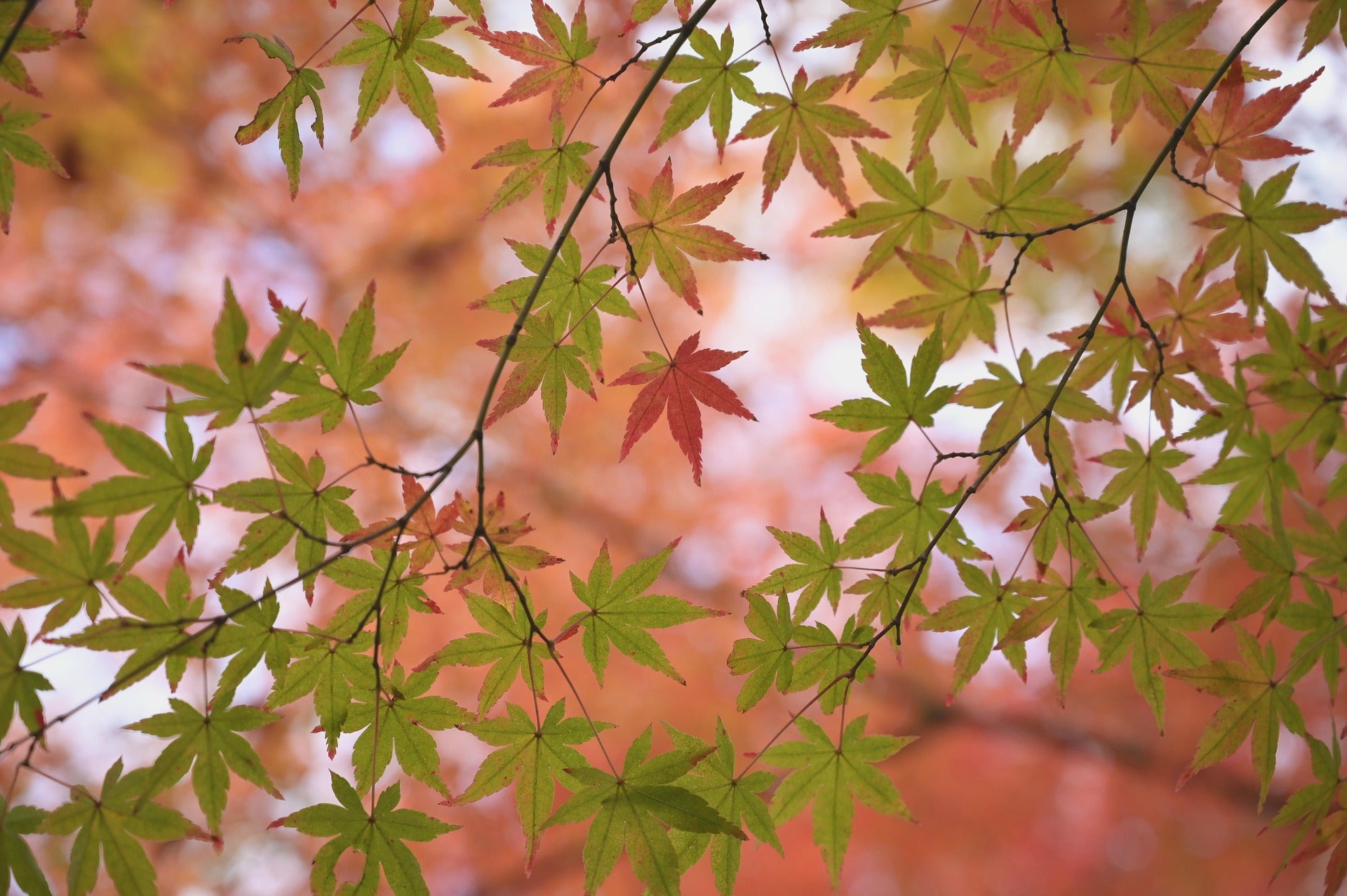 Landscape Trees