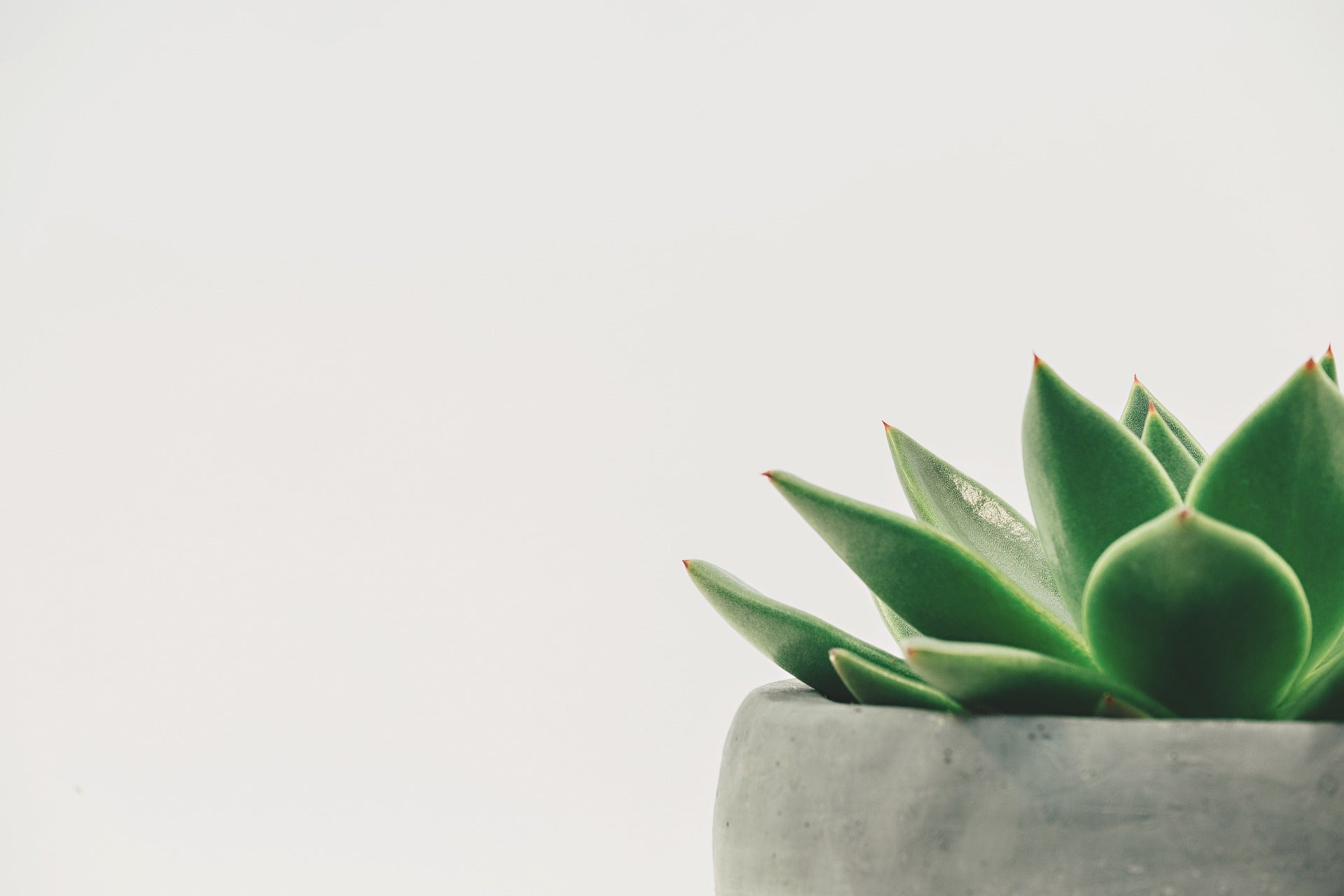 Premium Potted Plants