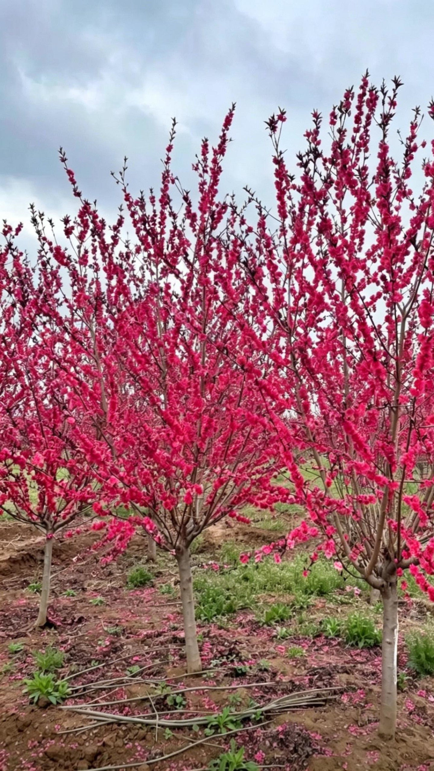 Purple-leaf Peach Prunus persica 'Rubro-plena' - Detail 1