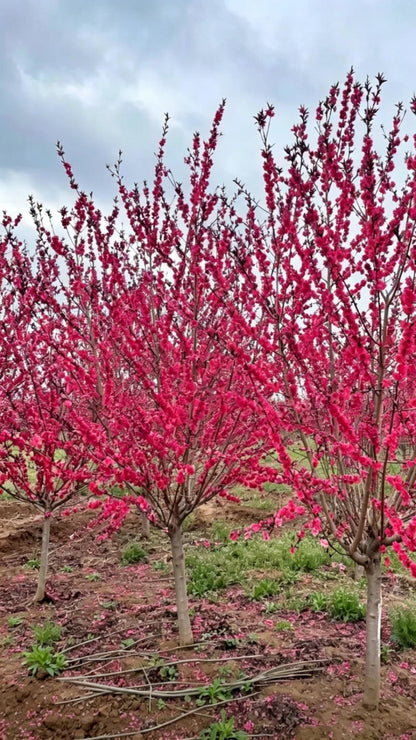 Purple-leaf Peach Prunus persica 'Rubro-plena' - Detail 1