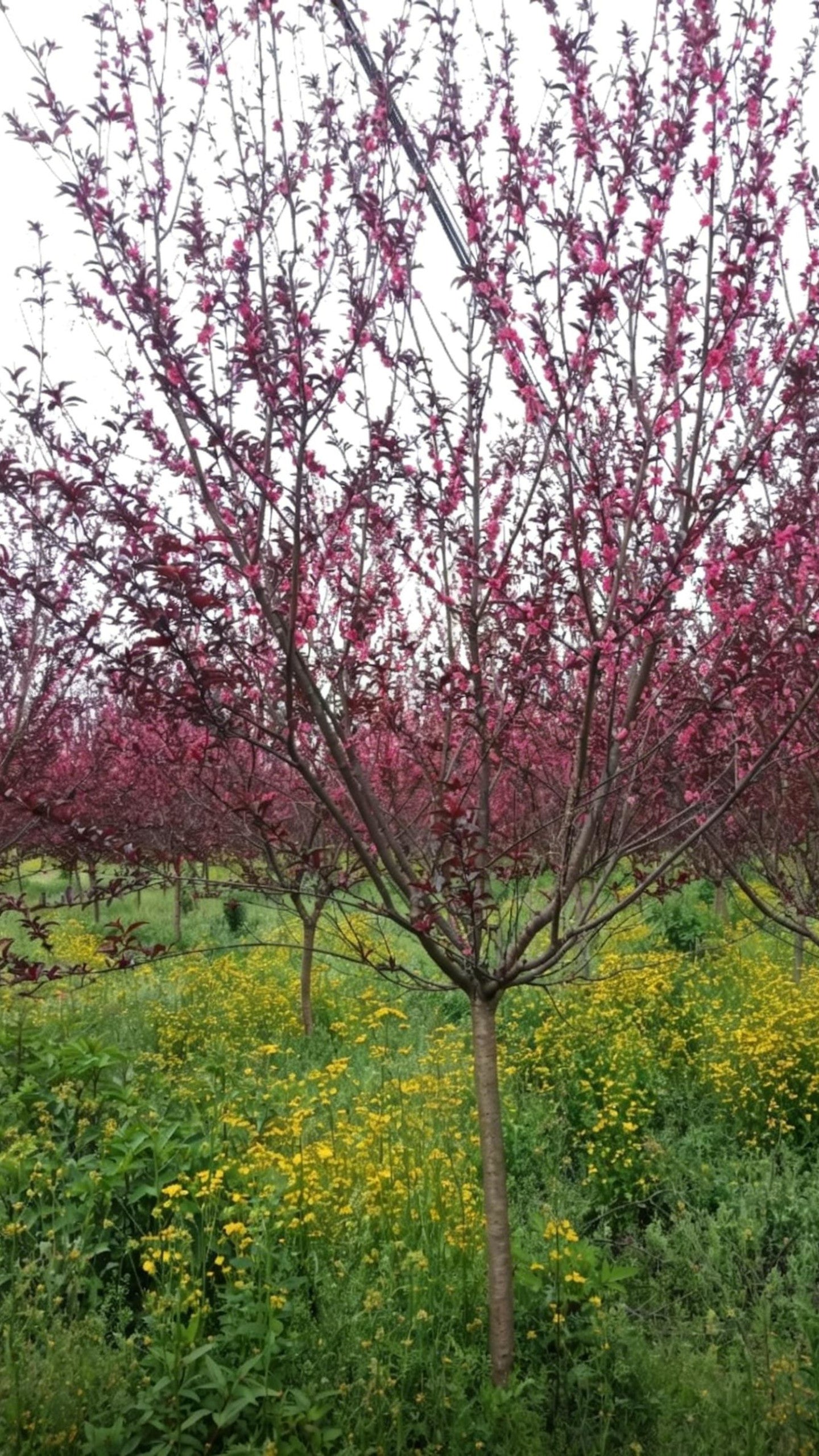 Purple-leaf Peach Prunus persica 'Rubro-plena' - Detail 2