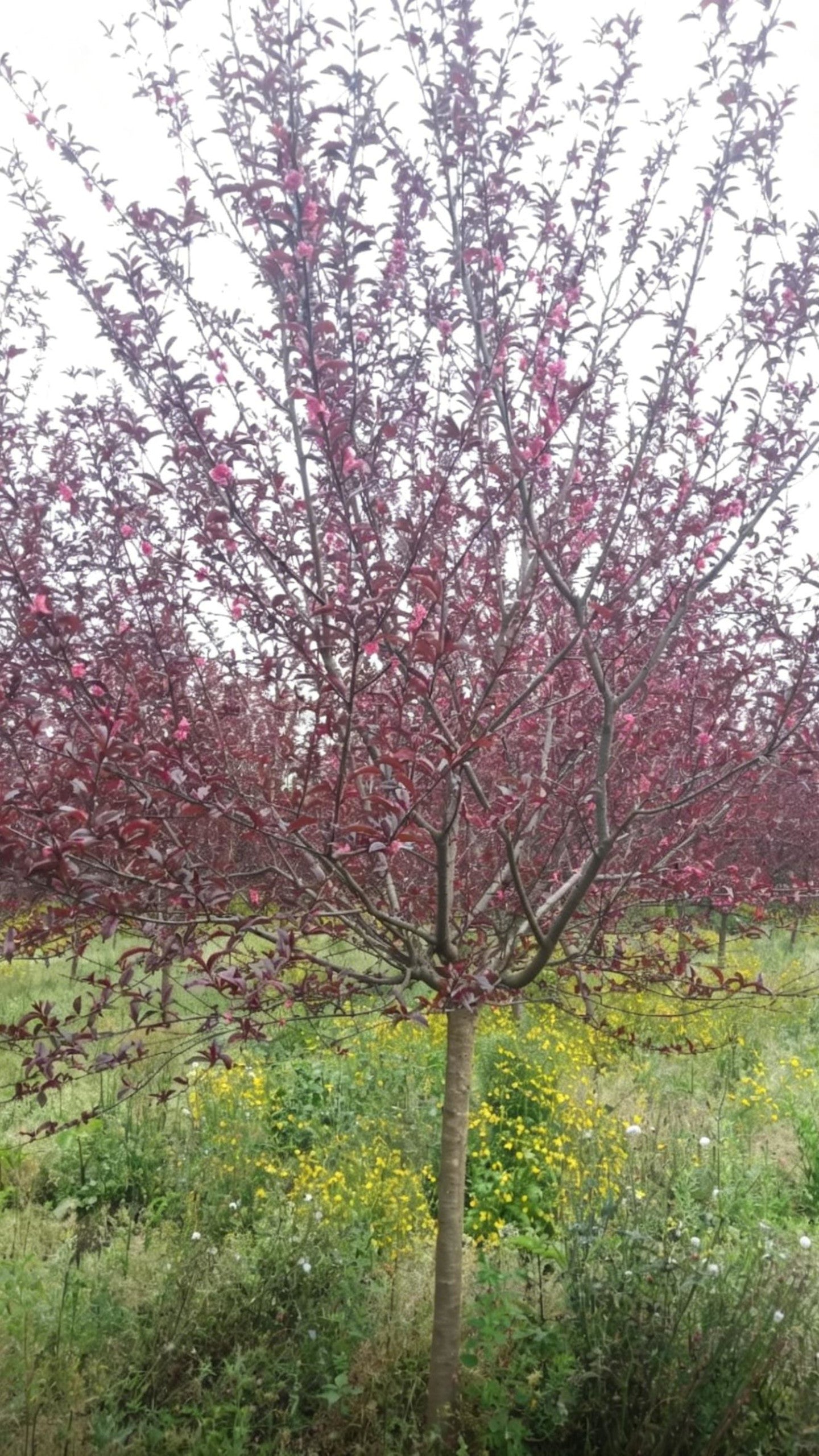 Purple-leaf Peach Prunus persica 'Rubro-plena' - Detail 3