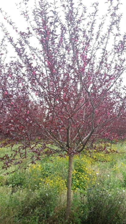 Purple-leaf Peach Prunus persica 'Rubro-plena' - Detail 3