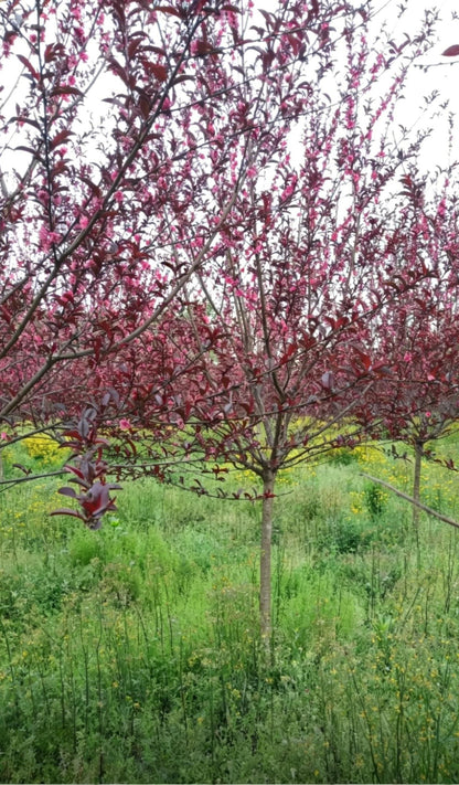 Purple-leaf Peach Prunus persica 'Rubro-plena' - Detail 4