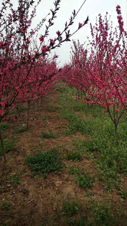Purple-leaf Peach Prunus persica 'Rubro-plena' - Detail 5