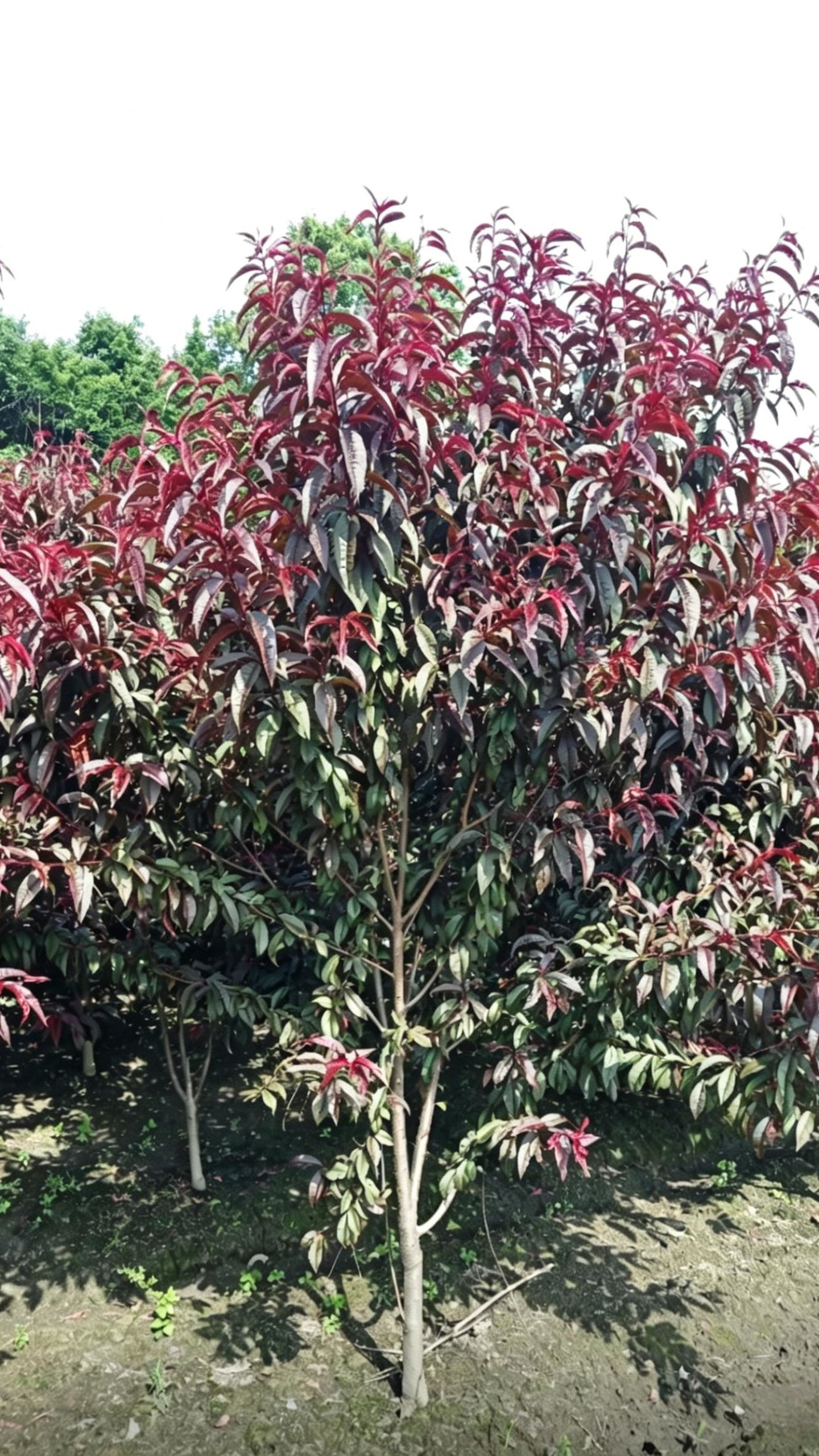 Purple-leaf Peach Prunus persica 'Rubro-plena' - Detail 6