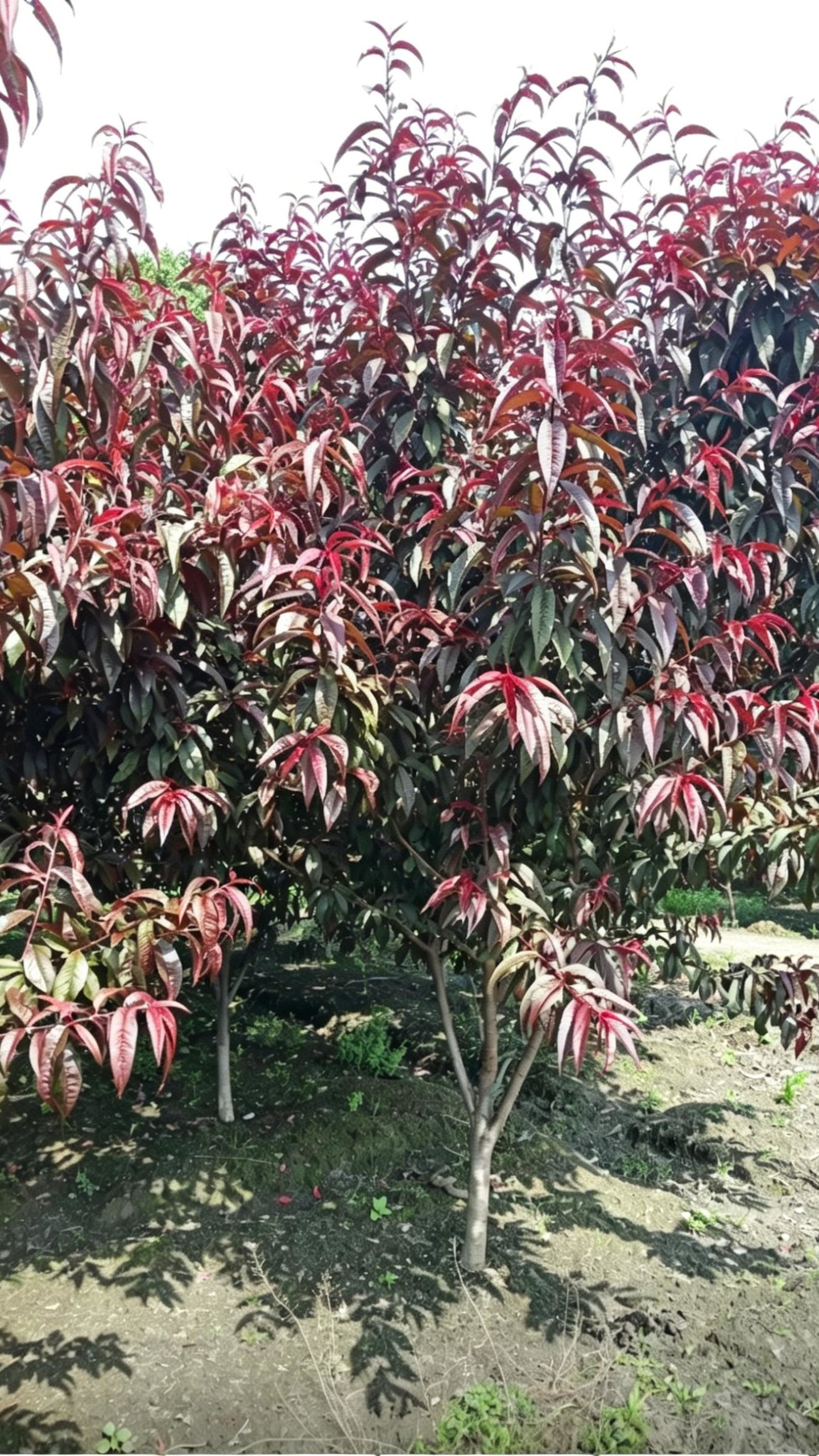 Purple-leaf Peach Prunus persica 'Rubro-plena' - Detail 7
