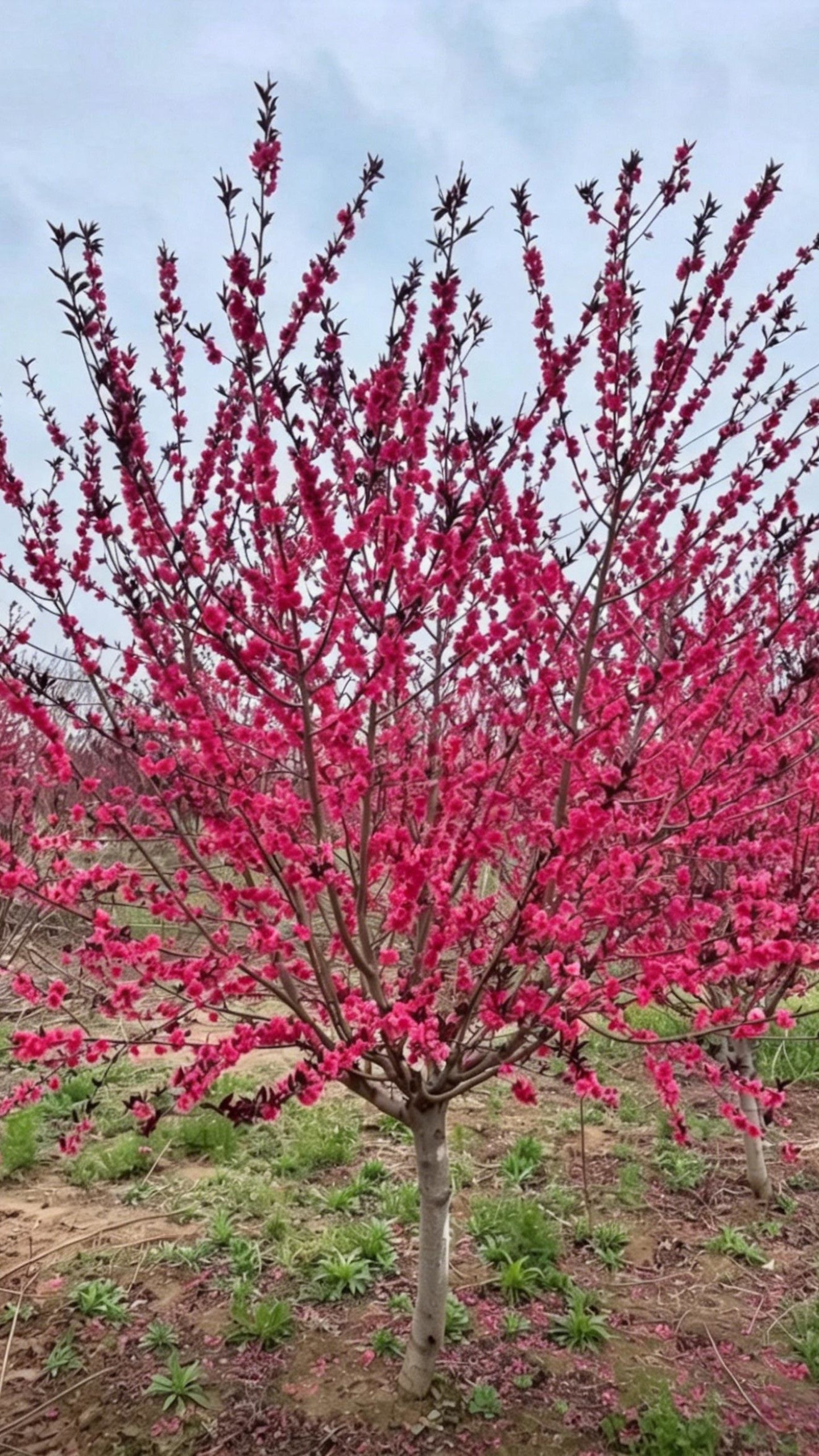 Purple-leaf Peach Prunus persica 'Rubro-plena' - Main