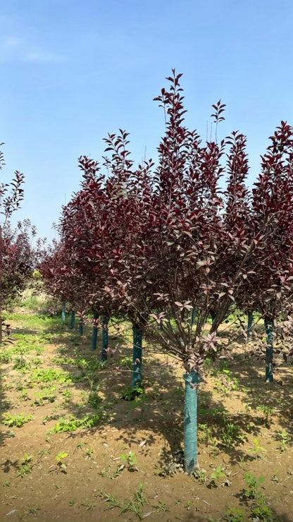 Purple-leaf Plum Prunus cerasifera - Detail 1