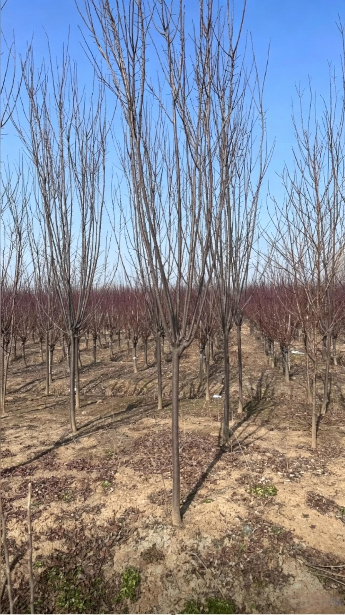 Purple-leaf Plum Prunus cerasifera - Detail 4