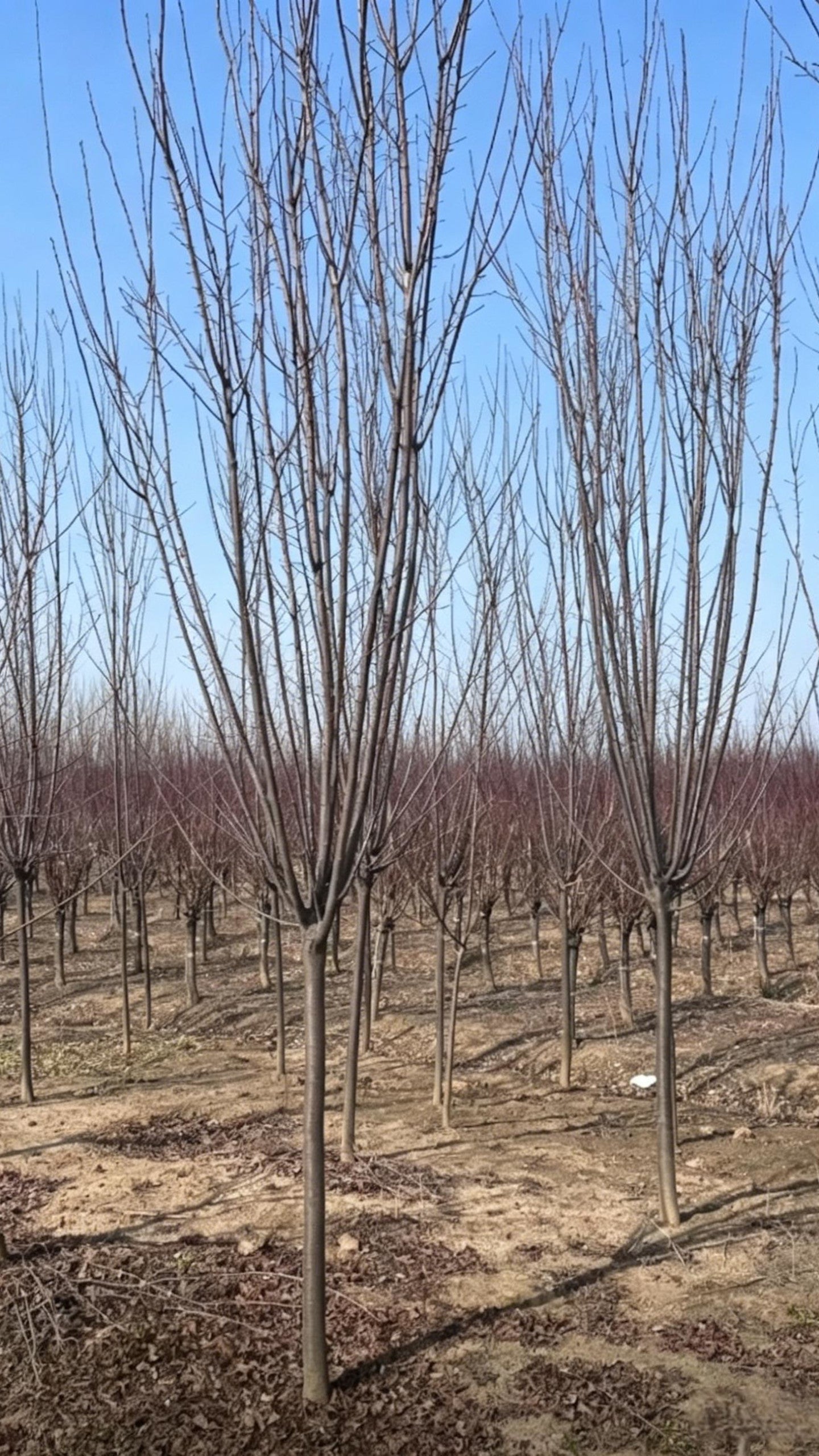 Purple-leaf Plum Prunus cerasifera - Detail 6