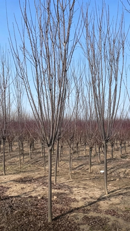 Purple-leaf Plum Prunus cerasifera - Detail 6