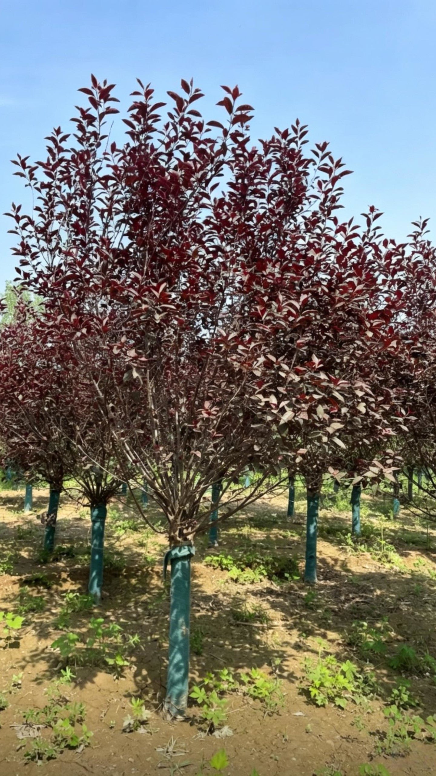 Purple-leaf Plum Prunus cerasifera - Main