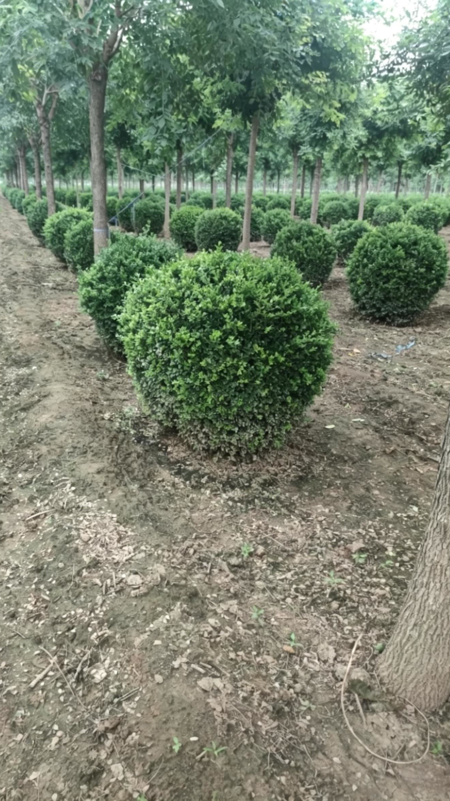 Quihou Privet Ball Ligustrum quihoui - Detail 1
