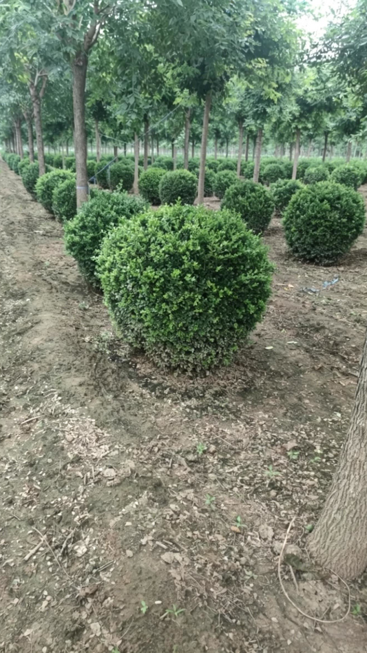 Quihou Privet Ball Ligustrum quihoui - Detail 1