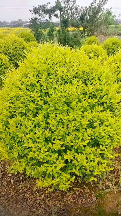 Quihou Privet (Ligustrum quihoui) - Field-planted rows of ball-shaped seedlings, demonstrating large-scale ball plant production capacity.
