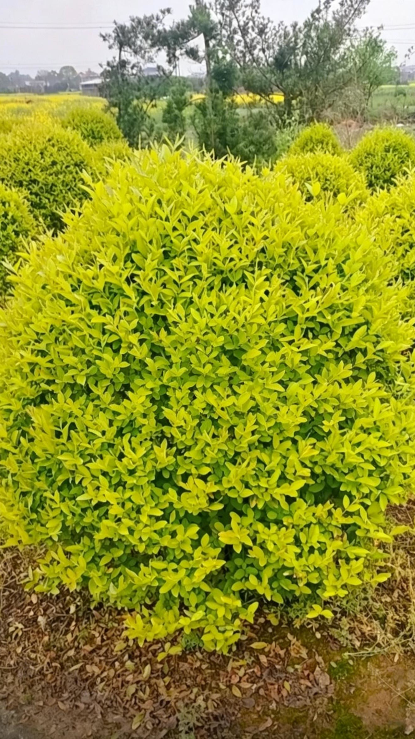 Quihou Privet Ball Ligustrum quihoui - Detail 2