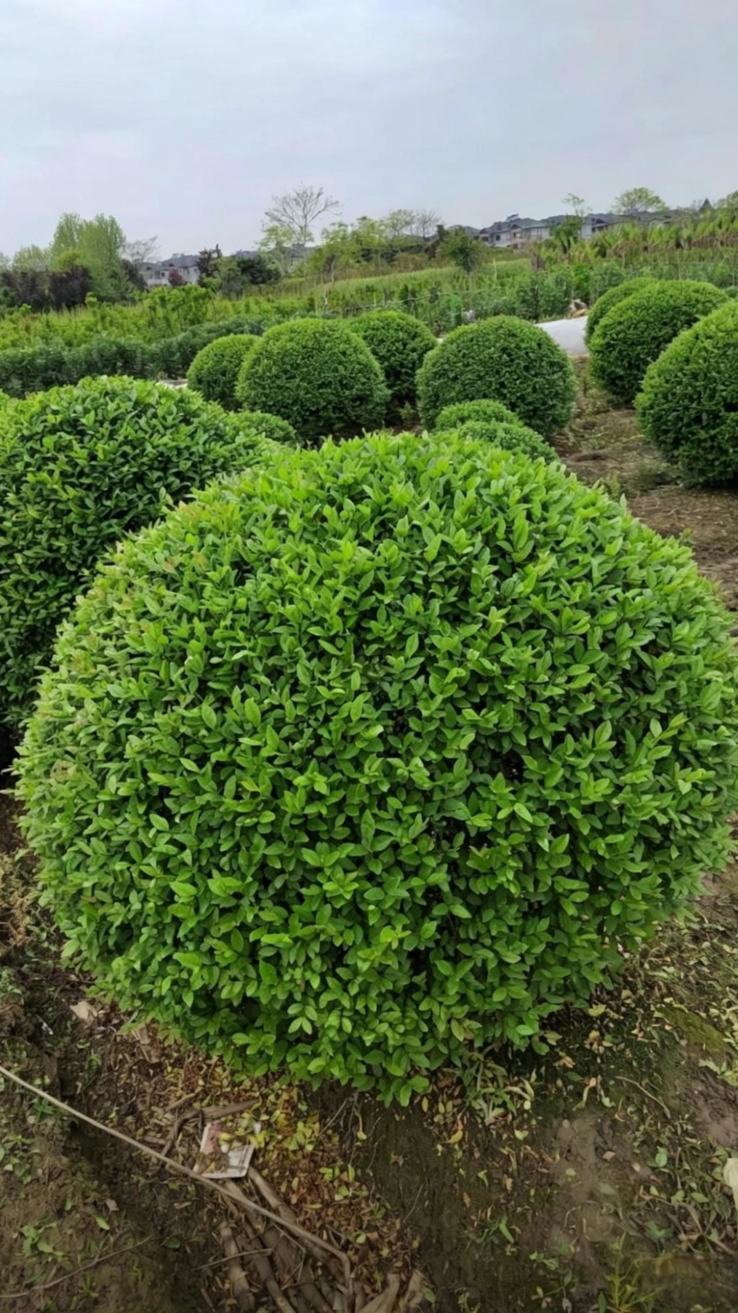 Quihou Privet Ball Ligustrum quihoui - Main