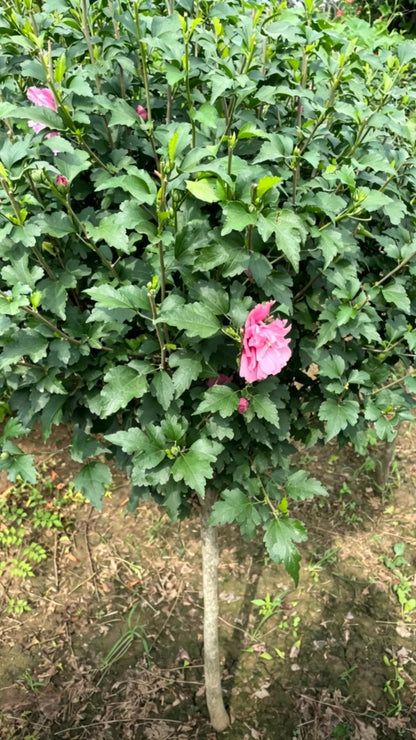 Rose of Sharon Hibiscus syriacus - Detail 2
