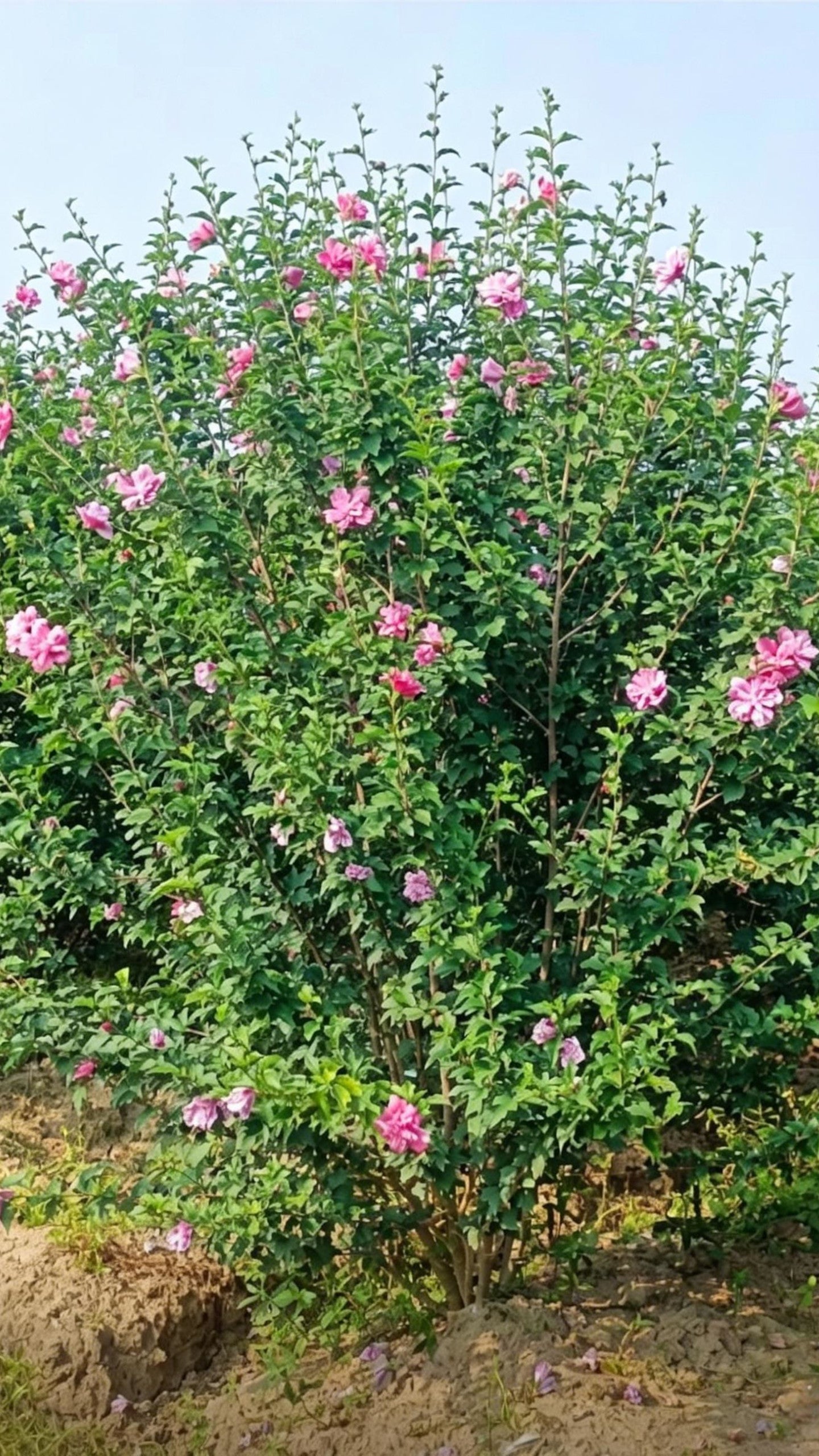 Rose of Sharon Hibiscus syriacus - Detail 5