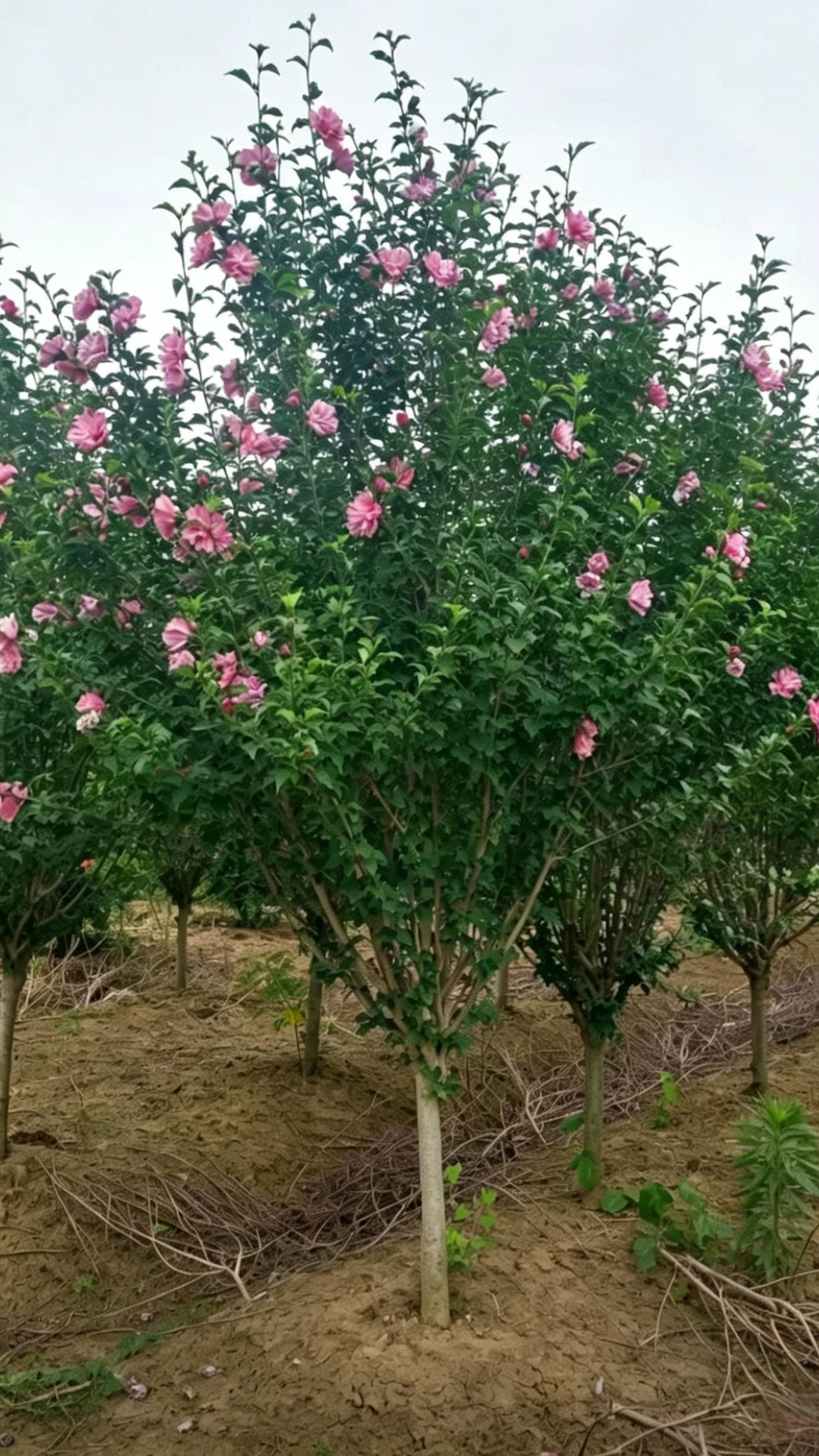 Rose of Sharon Hibiscus syriacus - Main