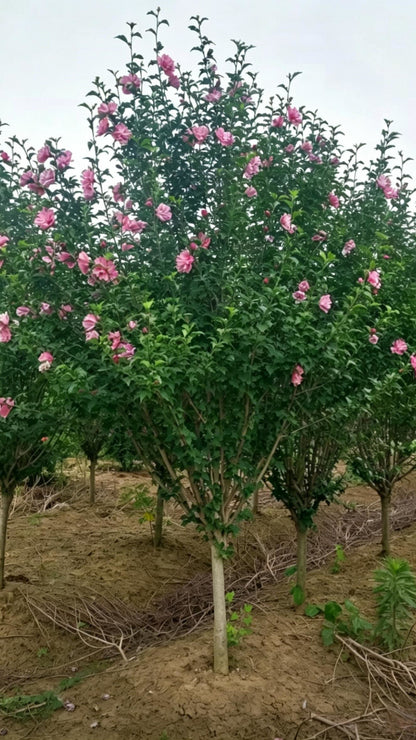 Rose of Sharon Hibiscus syriacus - Main