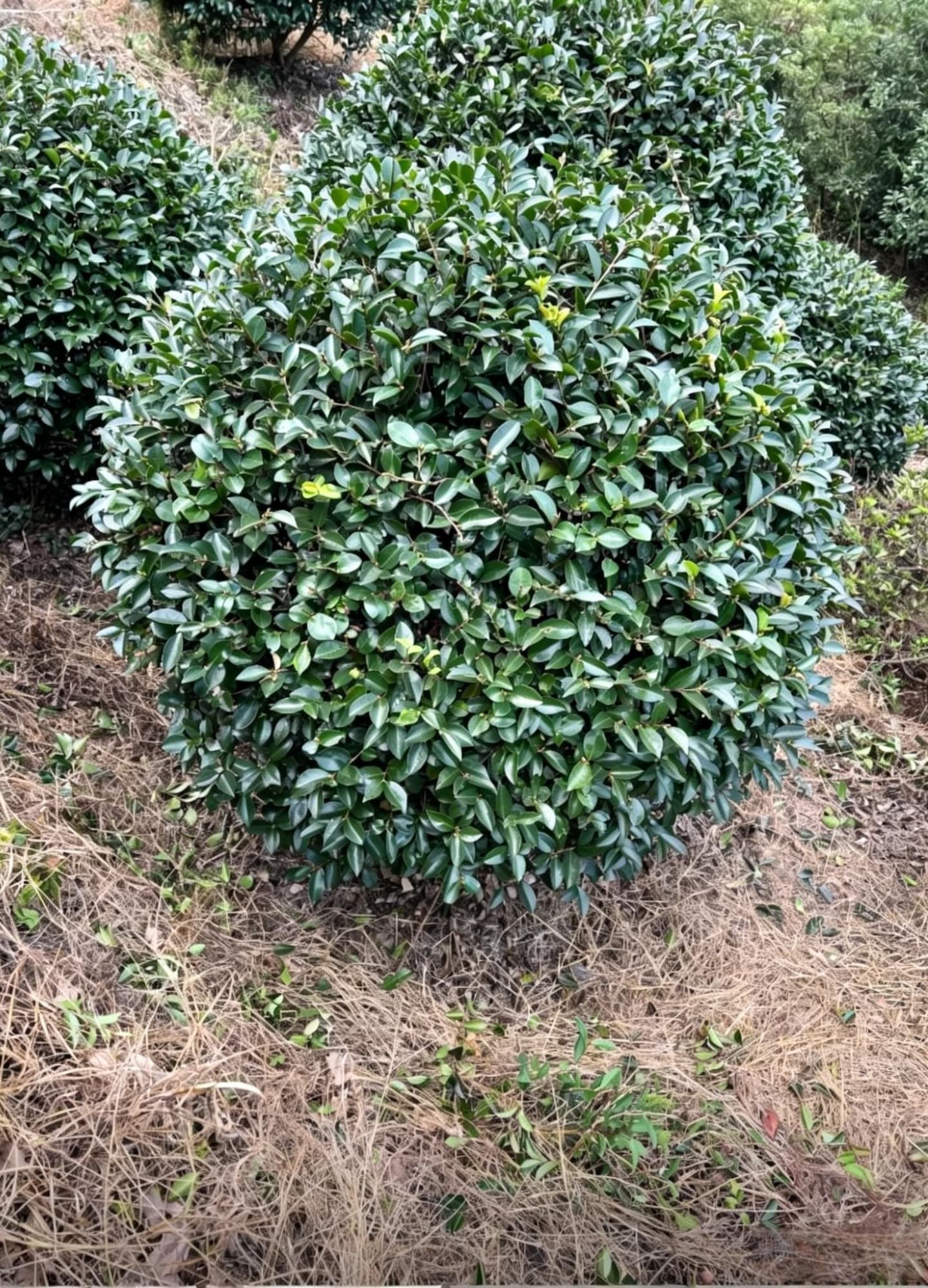 Камелия сасанква шаровидная (Camellia sasanqua) - Темно-зеленые кожистые листья плотно расположены, глянцевая поверхность, полная округлая форма.