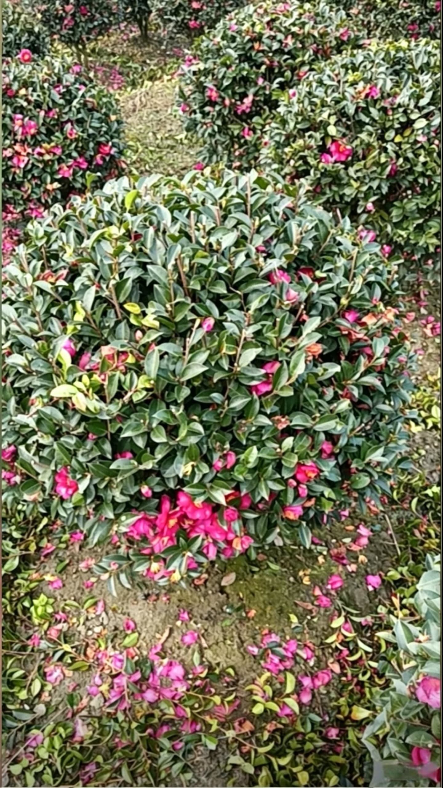 Камелия сасанква шаровидная (Camellia sasanqua) - Густая темно-зеленая листва с яркими розовыми цветами, полная округлая форма.