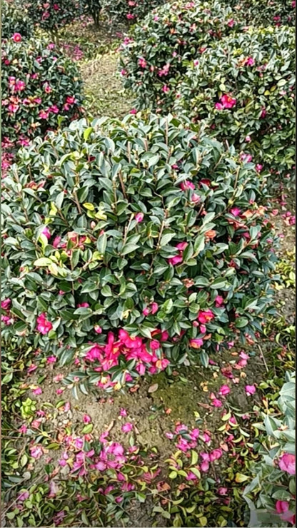 Камелия сасанква шаровидная (Camellia sasanqua) - Густая темно-зеленая листва с яркими розовыми цветами, полная округлая форма.