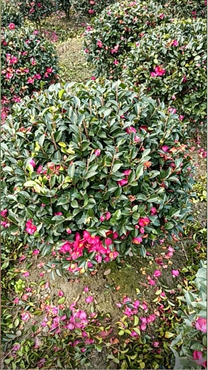 Sasanqua Camellia Ball Camellia sasanqua - Detail 2
