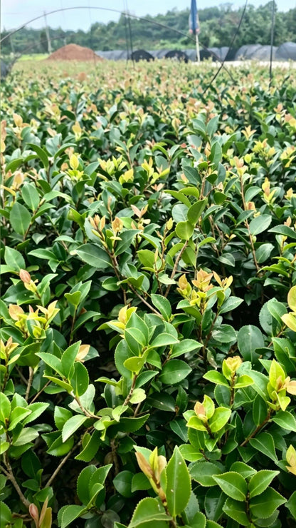 Sasanqua Camellia Camellia sasanqua - Detail 1